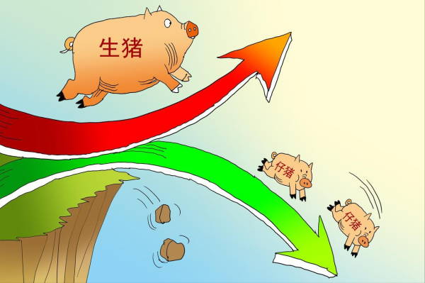 配资交易平台 跌猛了, 猪价下跌“拦不住”! 附: 6月14日猪价